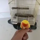 الطير لونه اصفر عيون حمرمطلوب
