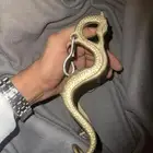 من أندر شكائم الخيل