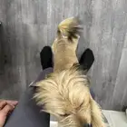 كلب مالتيز فرنسي عمره سنه ونص