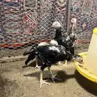 فروخ شامو ياباني