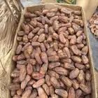 تمر صفري تربة