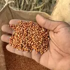 حب احمر وابيض