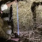 اعلاف ذره جيزانيه حمرا شد طيب من 80-85-90