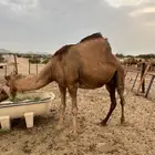 ناقه ملاقي