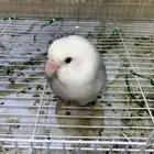 أنثى روز منتجه مميزه لأهل التميز