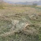 قصب للبيع من داخل المزرعه حب بيضا عالمي