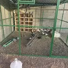 حمام وشبك