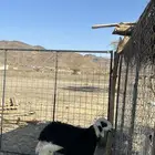 للبيع طلي نجدي جذع