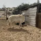 فحل حري كايف منتج ( مباع )