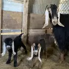 عنز عارضيه جرم قارح نشيطه