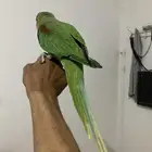 جده