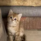 قطط سكوتش ستريت