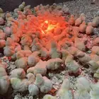 صوص لاحم روس