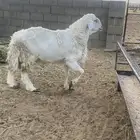 فحل حري