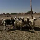شياه مهجنات مراح
