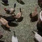 دجاج