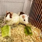 أرنب رومي ( خنزير غيني )