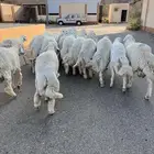 طليان مناسبات