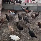 فراريج بلدي