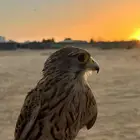 للبيع باشق مدرب لايجي الصامل الموقع النبك ابوقصر
