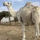 بعير
