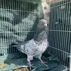 حمام باكستاني