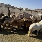 ضان سواكن العدد 14 مصاريع أعمارها من جذعه الي سديس