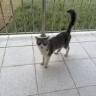 قطه