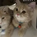 قطط للتبني