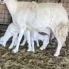 للبيع حريه حرشا متاوم