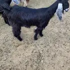 للبيع جفرة عارضيه