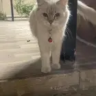 قط ذكر وانثى للتبني