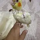 فرخ كروان اليف عمر شهرين للبي