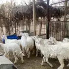 رخال طيبة حري عدد. 11