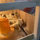 صوص بلدي للبيع (( تم البيع ))