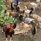 دجاج بلدي وسمان