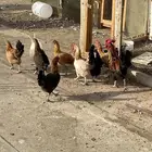 دجاج بلدي