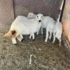 خروفين ورخلين سمان