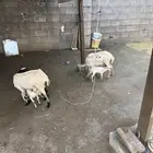 ضان مناتيج متومات