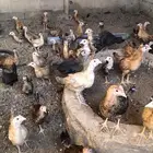 فروخ دجاج
