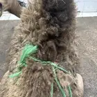 لحم لباني شرط وتحدي طريق الرياض مجعل