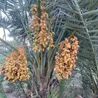 تمر برني حبه كبيره وحبه وسط