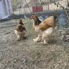 براهما بوف اصايل