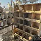 حمام فرنسي جامبو ابيض