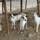 جفار بيشيات