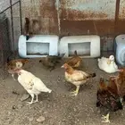 دجاج للبيع أعمارها 4شهور العدد 22 الحد 20ريال