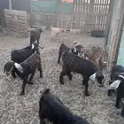 تيوس