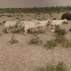 غنم حريات