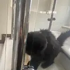 قط تبني معه جميع اغراضه