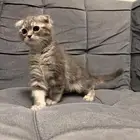 قطط سكوتش فولد للبيع